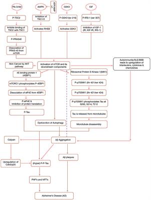 Tau and mTOR: The Hotspots for Multifarious Diseases in Alzheimer's Development